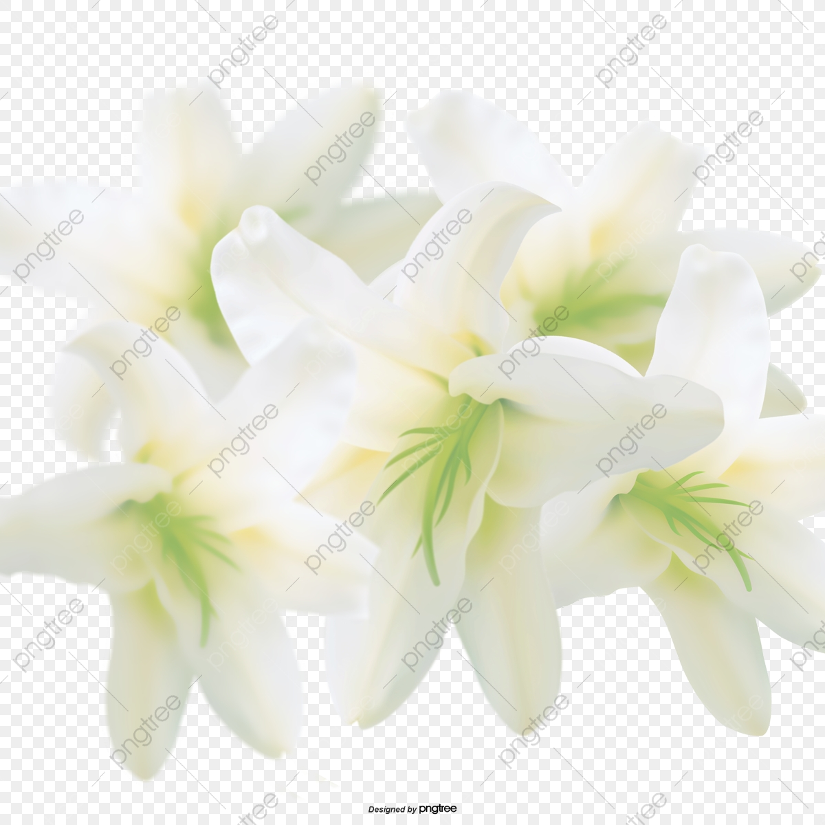 1200x1200 Vector Illustration Plumeria, Plumeria, Flower, Vector Png