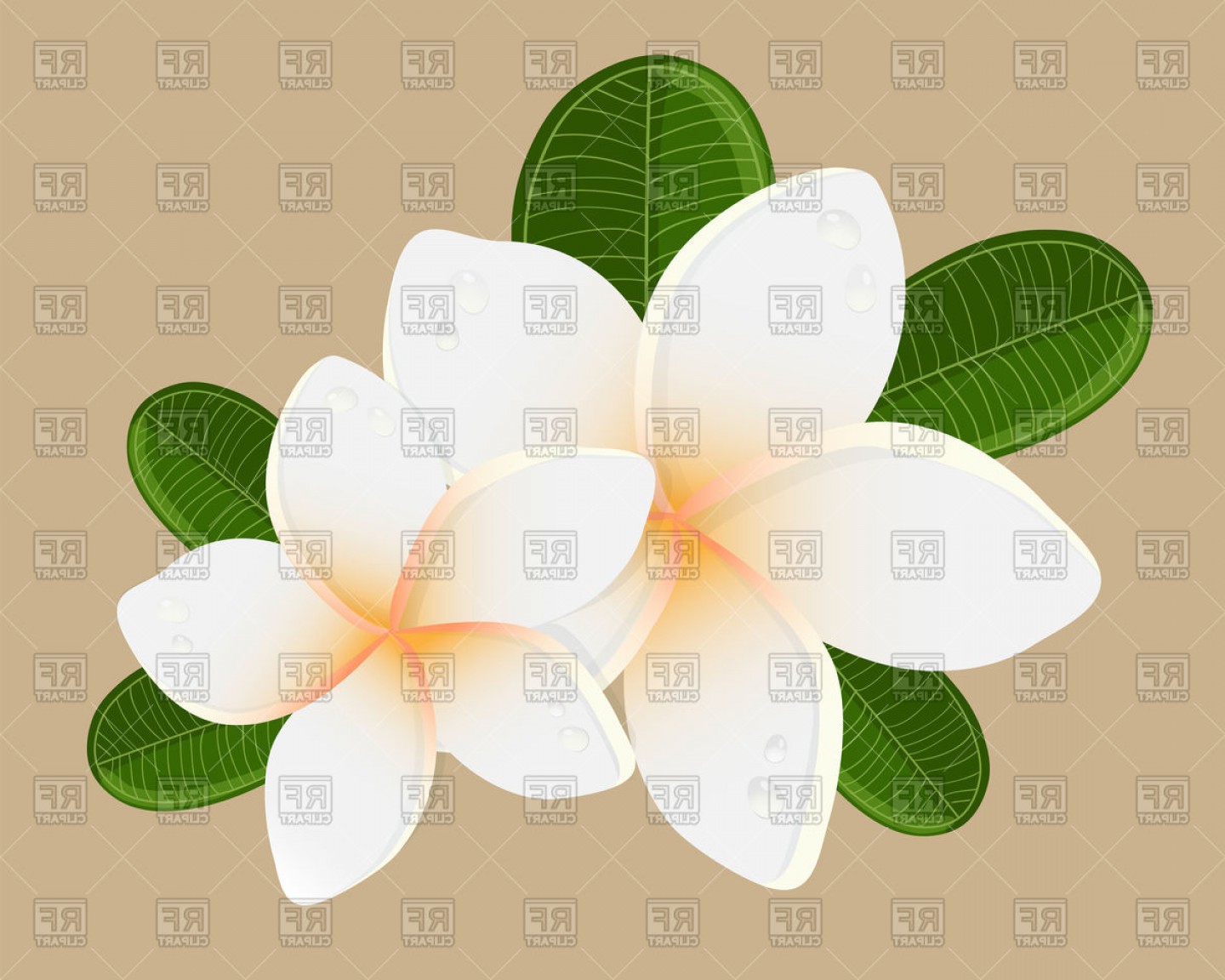 1440x1152 White Plumeria Flower With Leaves Vector Clipart Studiogrfx