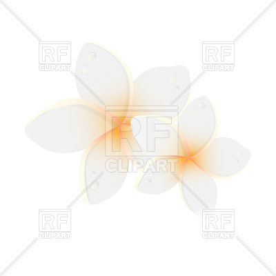 400x400 White Plumeria Flower Vector Image Of Plants And Animals