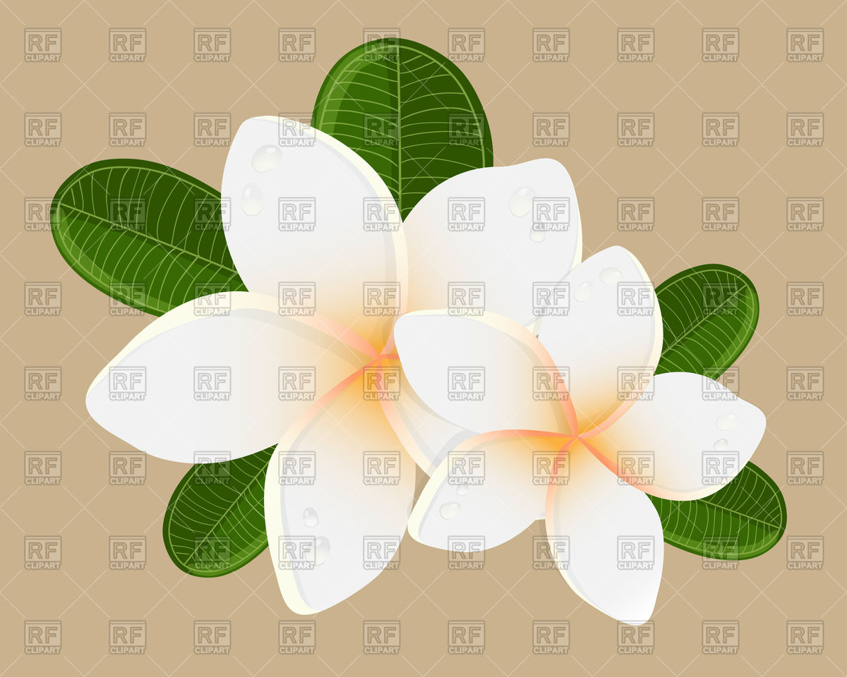 1200x960 White Plumeria Flower With Leaves Vector Image Of Plants