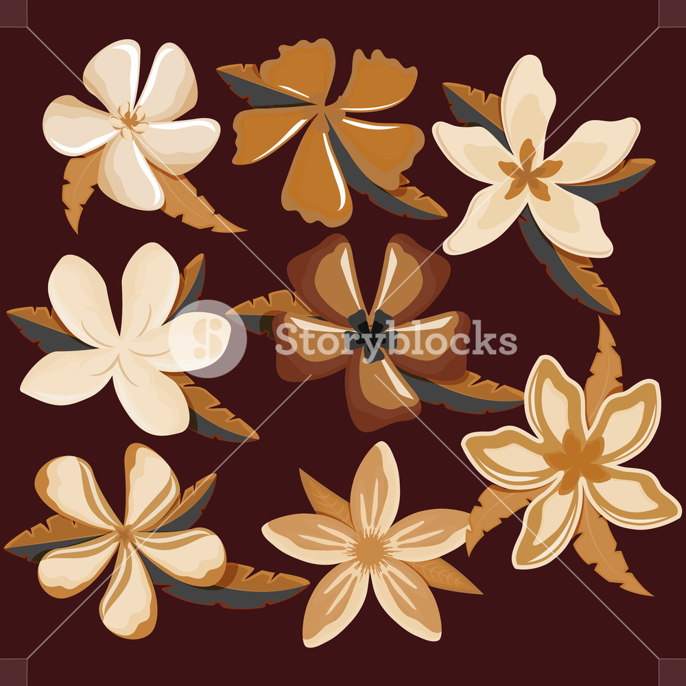 1000x1000 Plumeria Flower And Tropical Leaves Over Brown Background