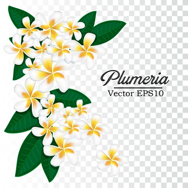 626x626 Frangipani Flower Vectors, Photos And Free Download