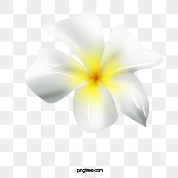 360x360 Frangipani Png, Vector, And Clipart With Transparent