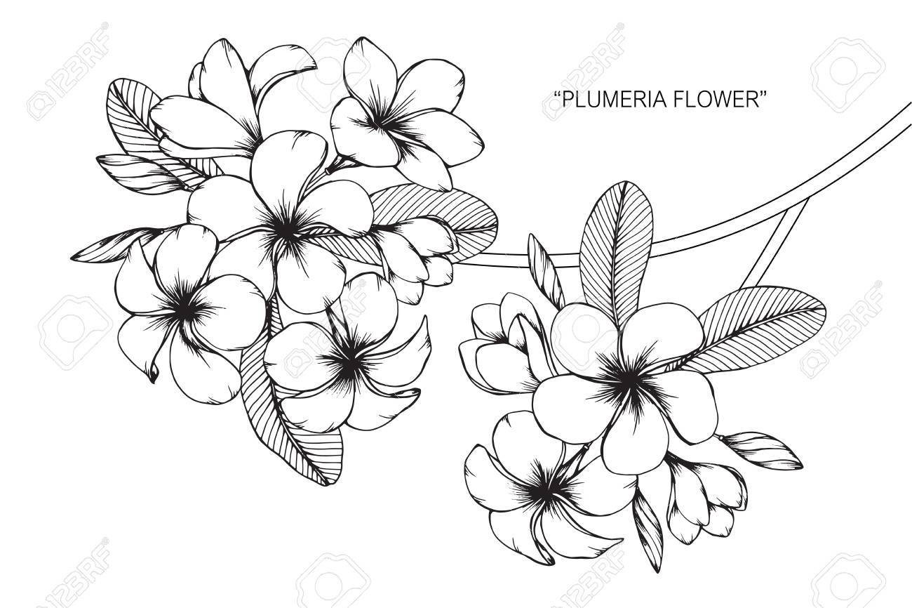 Plumeria Flower Vector at Collection of Plumeria