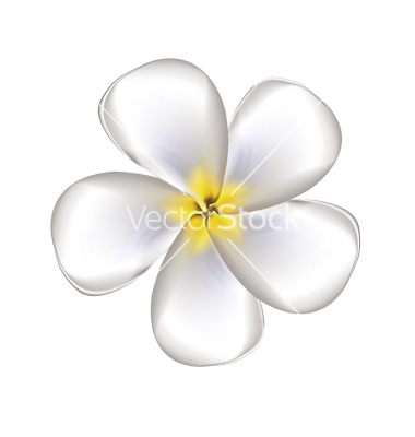 Plumeria Vector