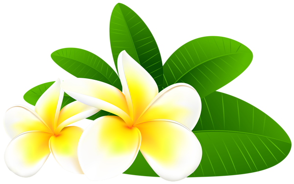 600x376 Huge Collection Of 'plumeria Clipart' Download More Than