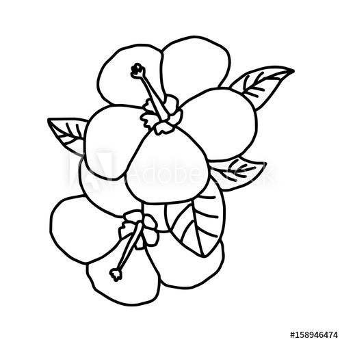 500x500 Plumeria