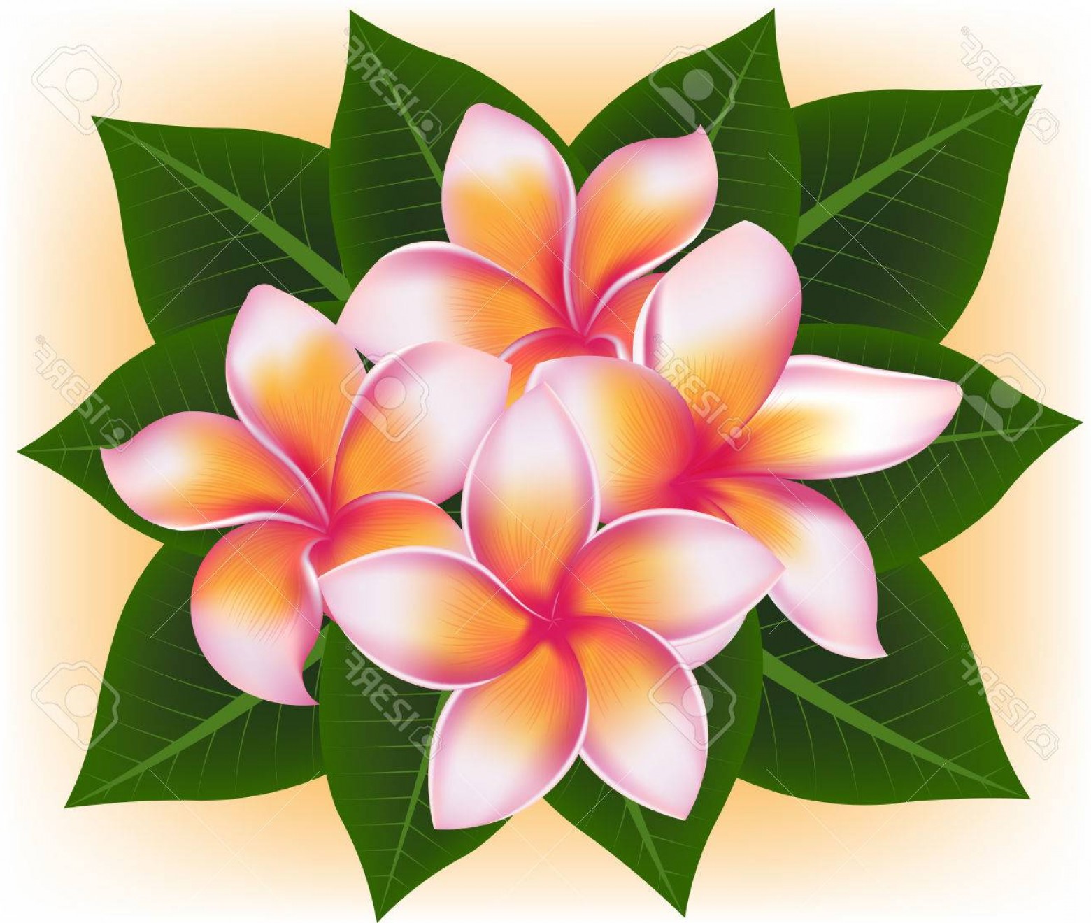 Clip Art Plumeria
 Plumeria Vector at Vectorified