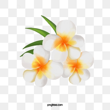 360x360 Plumeria Png, Vector, And Clipart With Transparent Background