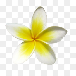 260x260 Plumeria Png Images