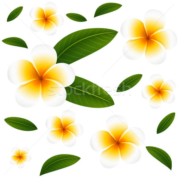 600x596 Plumeria Stock Vectors, Illustrations And Cliparts Stockfresh