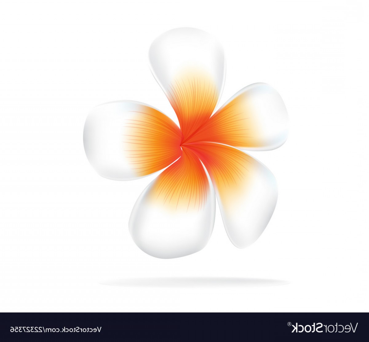 1200x1111 Plumeria Vector Based Savoyuptown