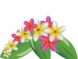 310x233 Plumeria Vector Flowers Free Vectors Ui Download
