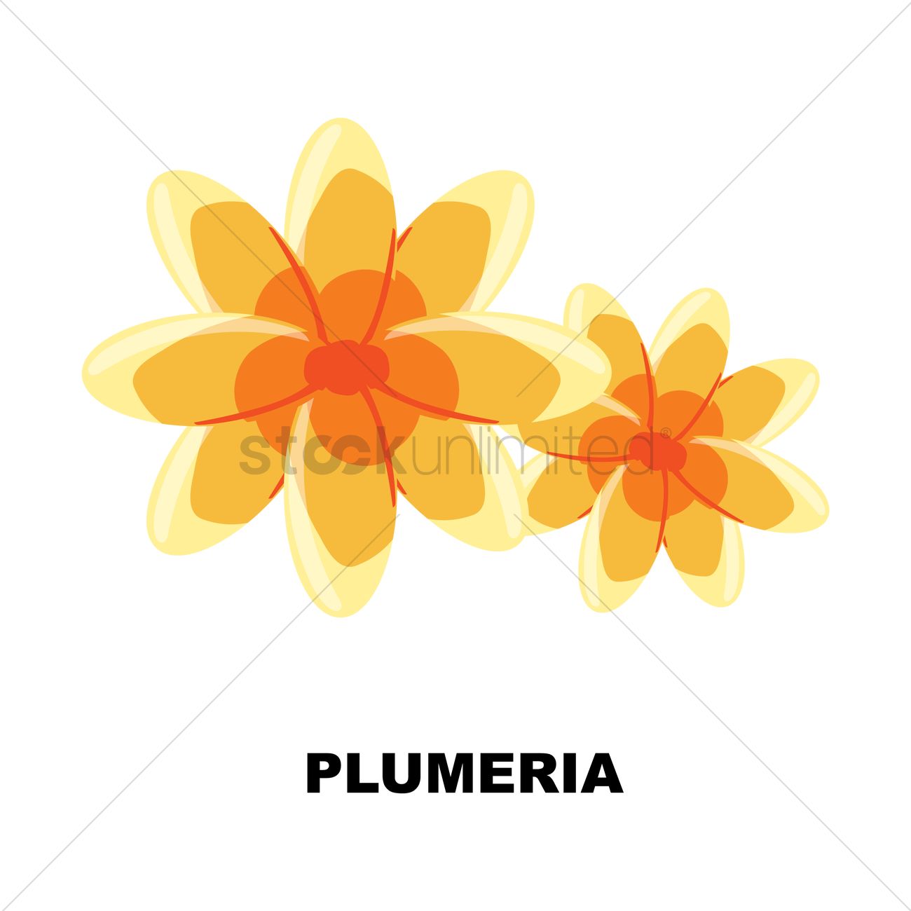 1300x1300 Plumeria Vector Image