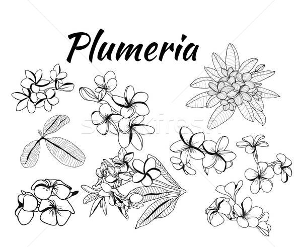 600x491 Plumeria Flower Stock Photos, Stock Images And Vectors Stockfresh