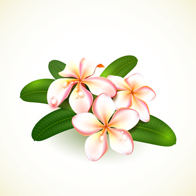 400x400 Plumeria On Curated Vector Illustrations, Stock Royalty Free
