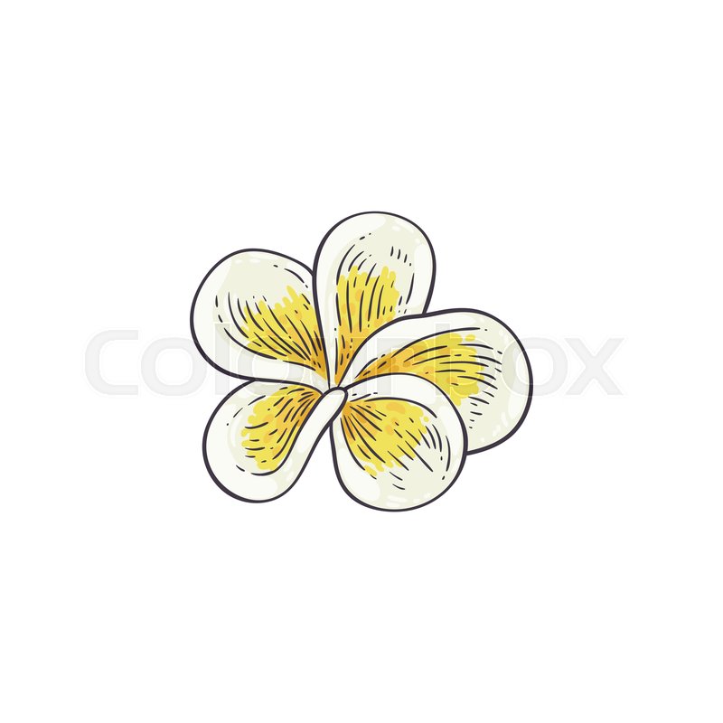 800x800 Plumeria Vector Illustration In Sketch Stock Vector Colourbox