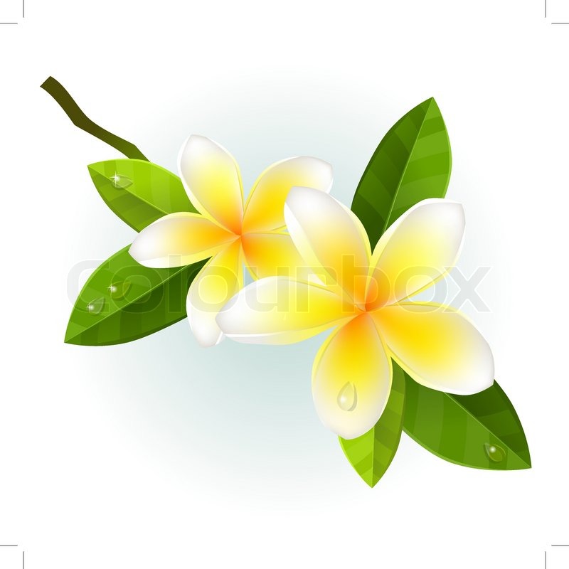 800x800 Realistic Branch Of Frangipani Stock Vector Colourbox