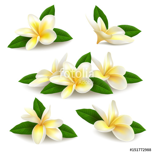500x500 Realistic Vector Plumeria
