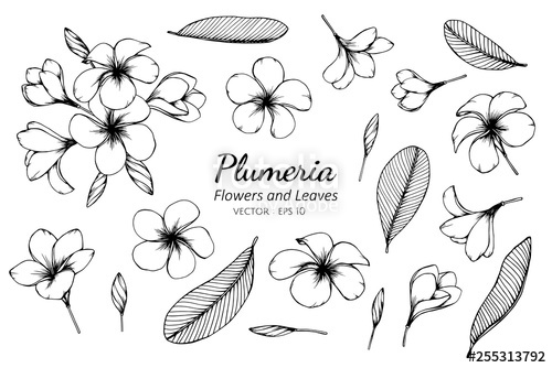 500x334 Collection Set Of Plumeria Flower And Leaves Drawing Illustration