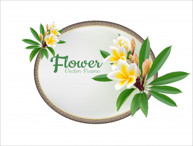 626x474 Flower Plumeria Illustration Vector Real Style Vector Premium