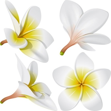 368x368 Frangipani Plumeria Free Vector Free Vector Download