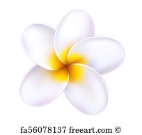 204x194 Free Art Print Of Hawaii Flower Frangipani, White Tropical