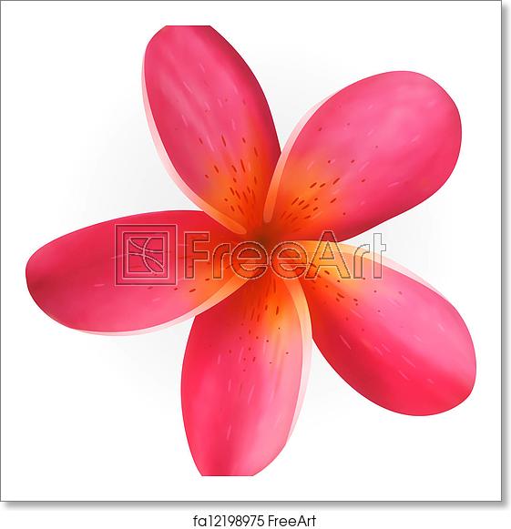Free Art Print Of Pink Plumeria Flower Isolated On White Pink 561x581 Free Art Print Of Pink Plumeria Flower Isolated On White Pink