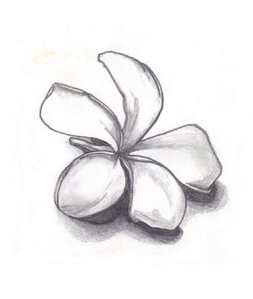 Huge Collection Of 'plumeria Flower Drawing' Download More Than 503x593 Huge Collection Of 'plumeria Flower Drawing' Download More Than