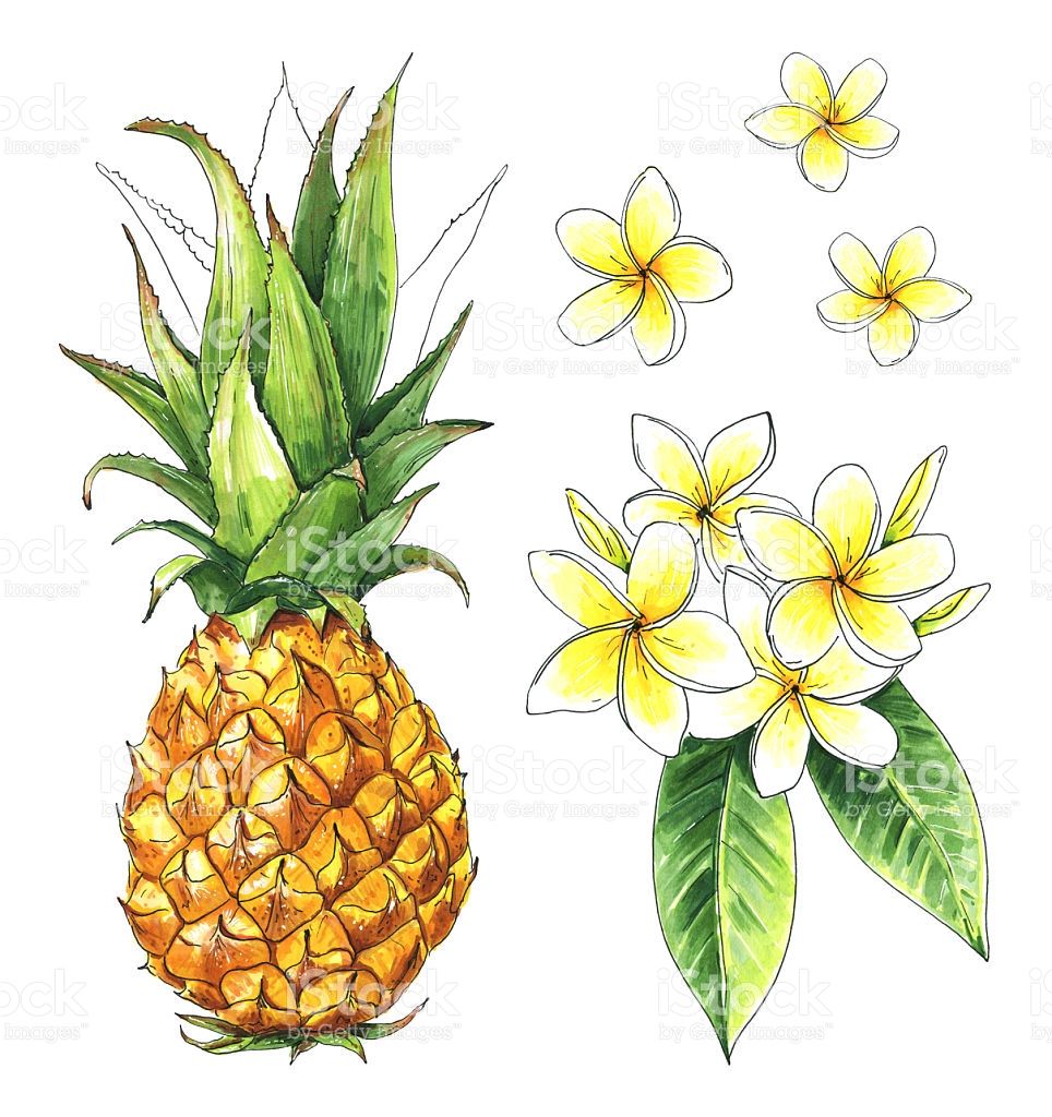 Pineapple Isolated, Frangipani, Plumeria Flowers Tropical Set 964x1024 Pineapple Isolated, Frangipani, Plumeria Flowers Tropical Set