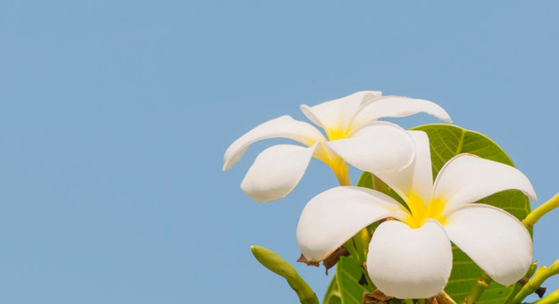 Plumeria Vectors, Photos And Free Download 626x341 Plumeria Vectors, Photos And Free Download