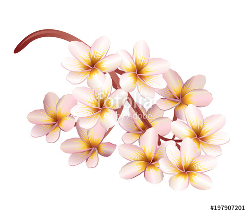 Plumeria Flowers Realistic Vector Illustration Stock Image 500x429 Plumeria Flowers Realistic Vector Illustration Stock Image