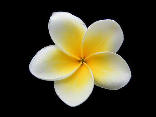 Plumeria Clip Art 500x375 Plumeria Clip Art
