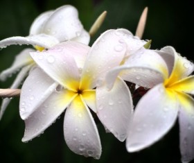 Plumeria Vector 280x235 Plumeria Vector