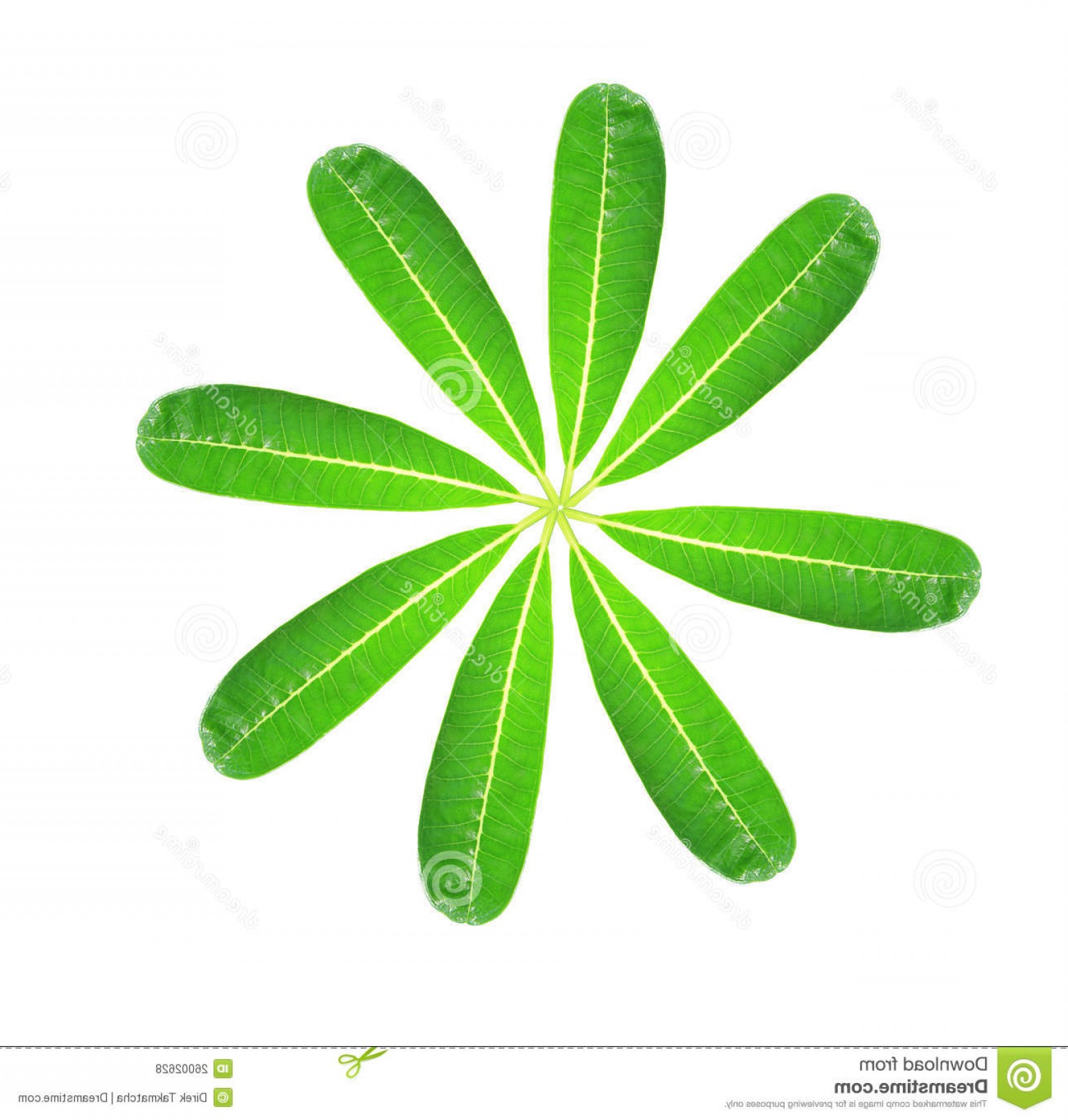 Royalty Free Stock Photos Green Plumeria Leaf Image Studiogrfx 1560x1636 Royalty Free Stock Photos Green Plumeria Leaf Image Studiogrfx