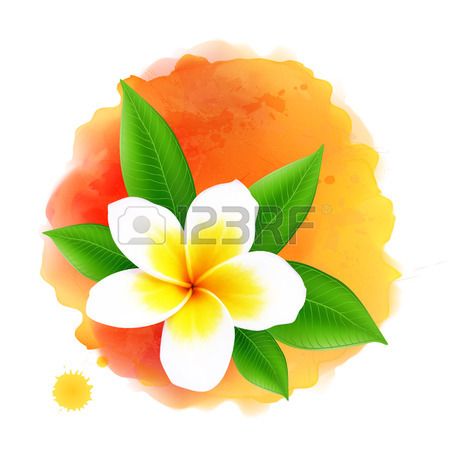 Vector Frangipani Or Plumeria Flower On Orange Watercolor 450x450 Vector Frangipani Or Plumeria Flower On Orange Watercolor