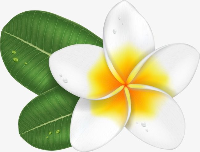 Vector Plumeria Plumeria Cartoon Plumeria Vector Flowers Png 650x493 Vector Plumeria Plumeria Cartoon Plumeria Vector Flowers Png