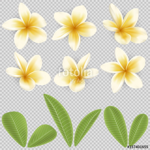 White And Yellow Plumeria Flower Stock Image And Royalty Free 500x500 White And Yellow Plumeria Flower Stock Image And Royalty Free