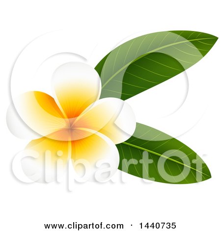 Clipart Of A White And Orange Plumeria Flower 450x470 Clipart Of A White And Orange Plumeria Flower