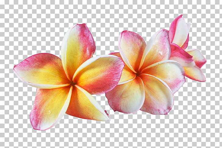 Frangipani Flower Euclidean Watercolor Painting, Pretty Frangipani 728x485 Frangipani Flower Euclidean Watercolor Painting, Pretty Frangipani