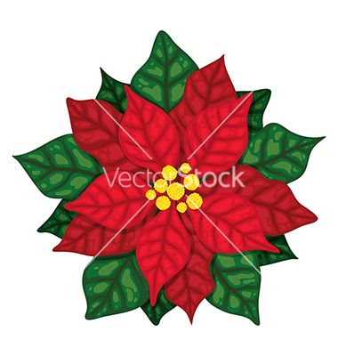 380x400 Christmas Poinsettia Vector