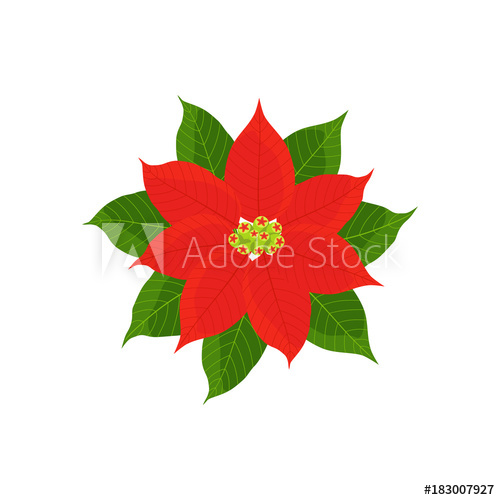 500x500 Christmas Star Poinsettia Vector Isolated