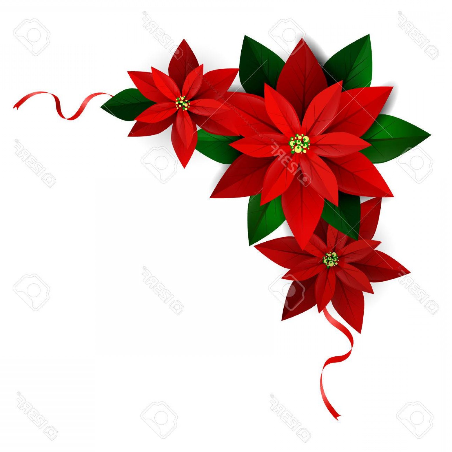 1560x1560 Poinsettia Vector Cornor Handandbeak