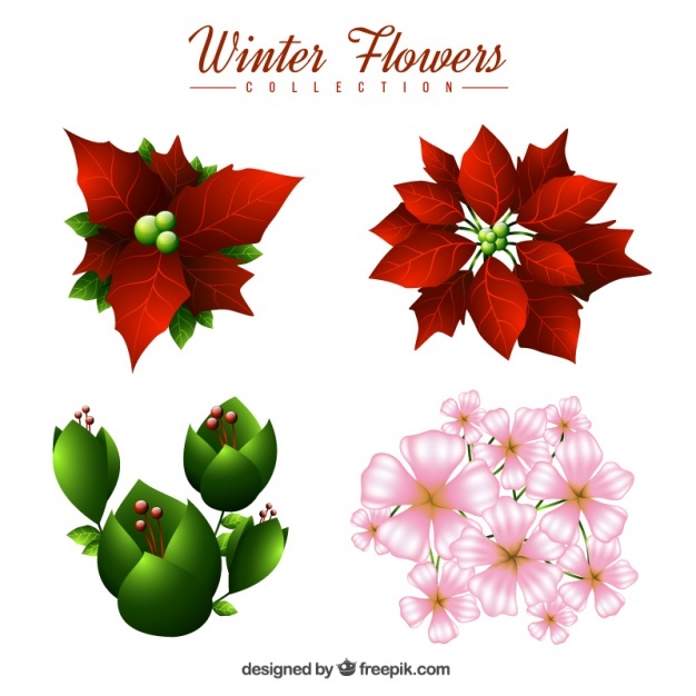 626x626 Poinsettia Vectors, Photos And Free Download