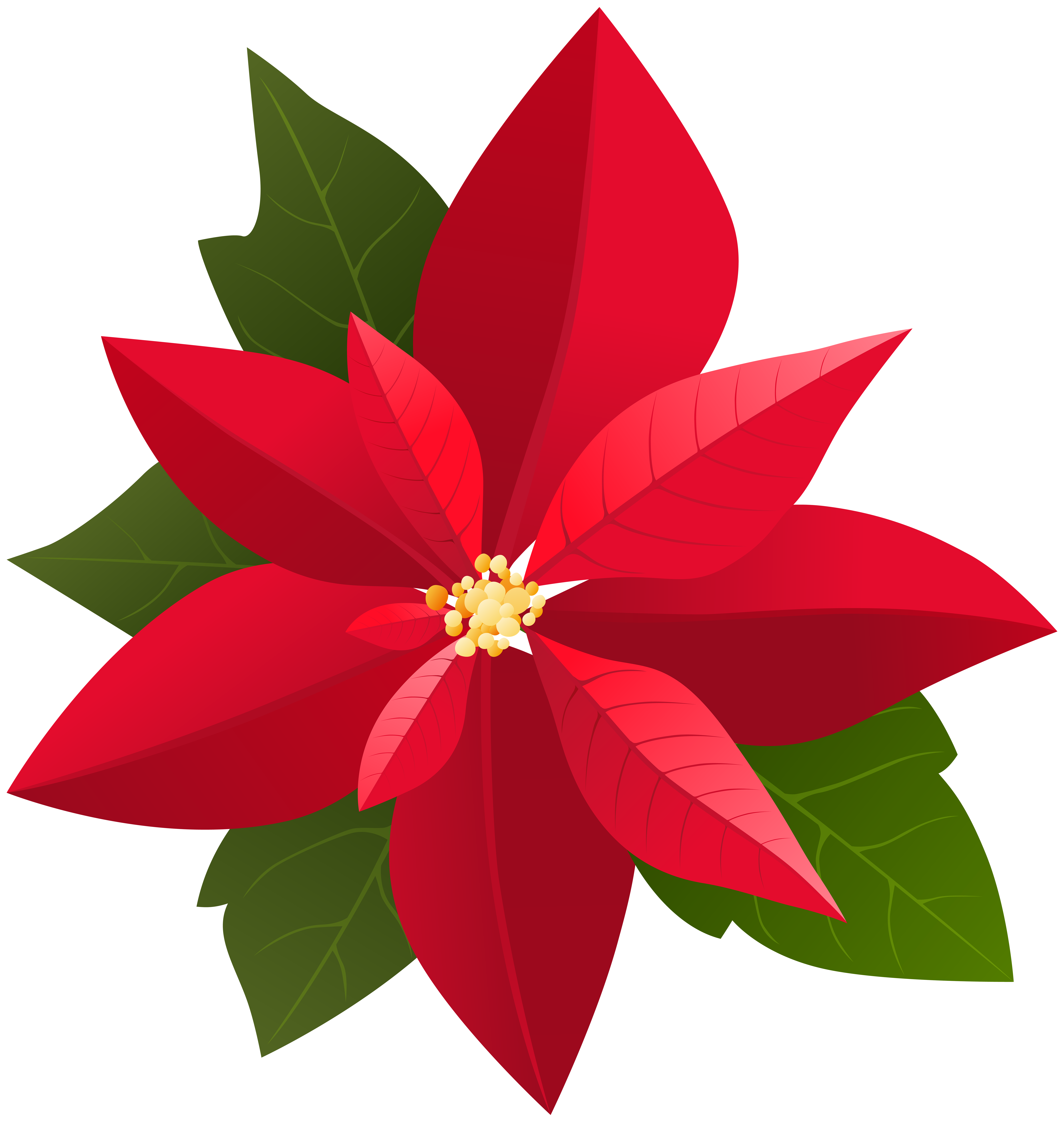 7586x8000 Poinsettia Clipart Png For Free Download And Use Images