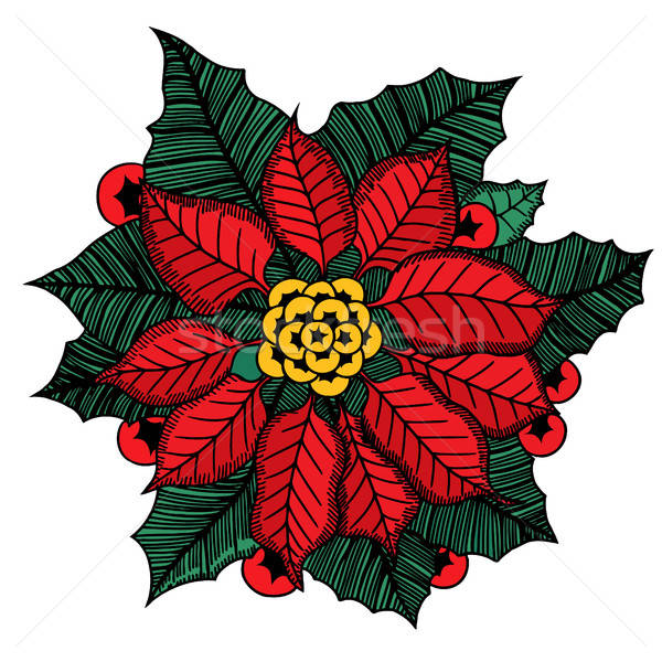 600x600 Christmas Flower Poinsettia Vector Illustration Volodymyr