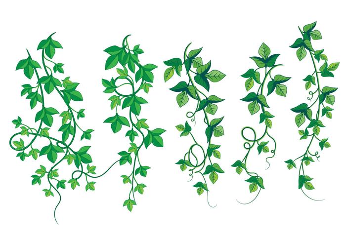 Illustration Of Wild Growing Poison Ivy 700x490 Illustration Of Wild Growing Poison Ivy