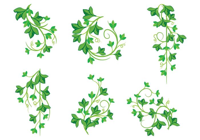 Illustrations Of Poison Ivy Plants 700x490 Illustrations Of Poison Ivy Plants