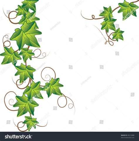 Ivy 474x480 Ivy