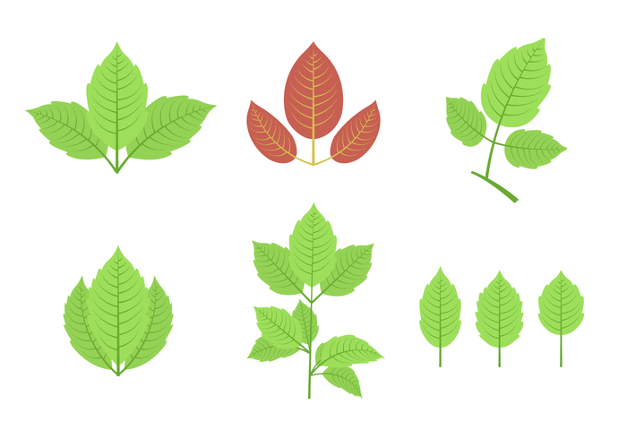 Poison Ivy Vector 700x490 Poison Ivy Vector